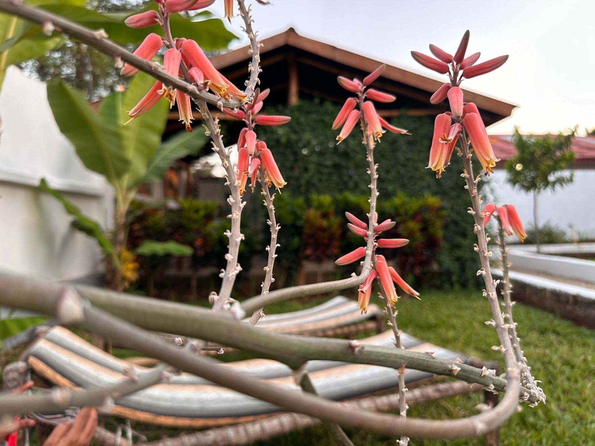 Garden Pearls Hotel Nungwi Exterior photo